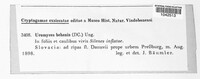 Uromyces behenis image